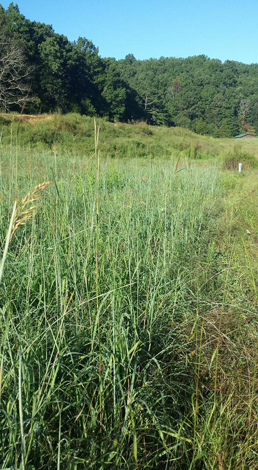 Seed heads on first year NWSG planting.
