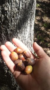 White Oak Acorns
